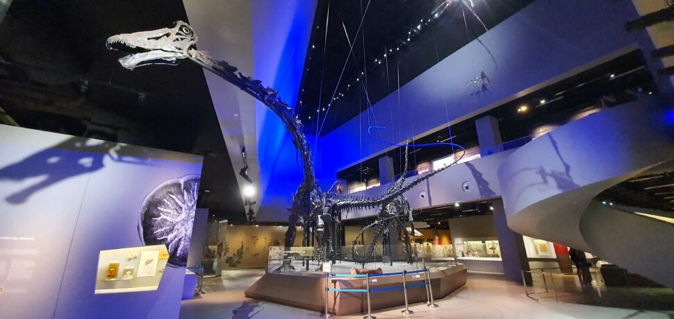 The trio of dinosaur fossils at the Lee Kong Chian Natural History Museum