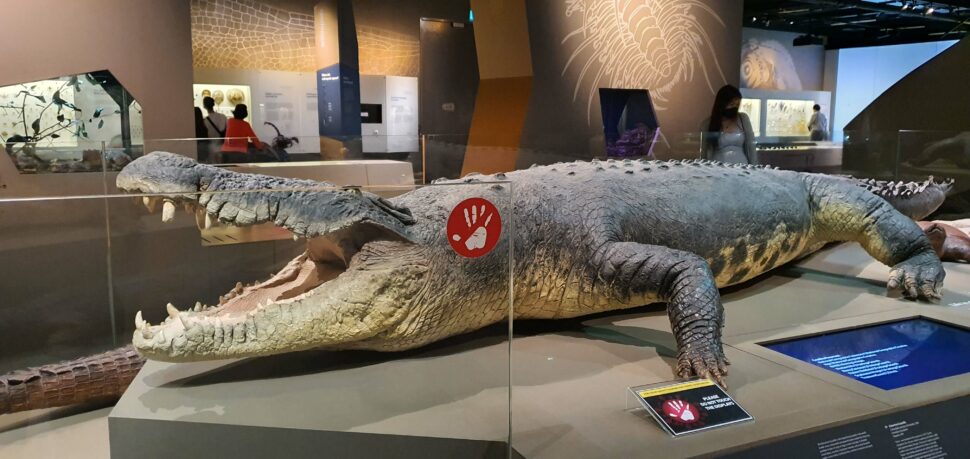 Specimen of Kaiser, a Saltwater Crocodile, that was donated to the Museum in May 2017 by the Singapore Zoo. He was 40 years old when he died and his actual weight at death recorded, was 515kg.