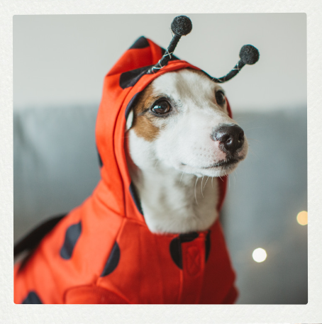 dog_in_costume_2
